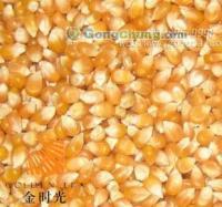 供应厦门奶茶原料玉米粒 进口玉米粒 爆米花玉米 金时光_食品、饮料_世界工厂网中国产品信息库